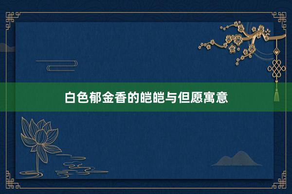 白色郁金香的皑皑与但愿寓意